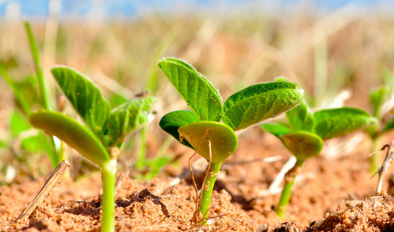soybeans-1543076_1920~.jpg